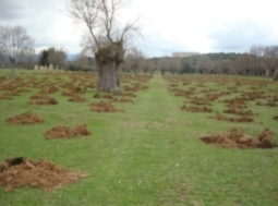 Adjudicación del Plan silvopastoral del bosque de Riofrío en la Delegación de la Granja