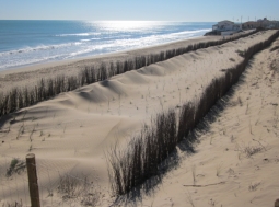 Finalización de la colocación de los captadores de arena en las dunas de Guardamar
