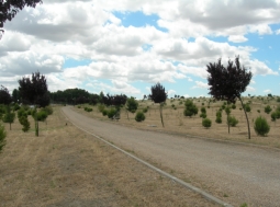 MATINSA ejecutará el Parque Forestal de Villaverde