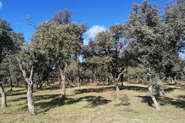 MATINSA gana el concurso de Conservación Integral de la Casa de Campo y la Finca Forestal de Tres Cantos (Madrid)